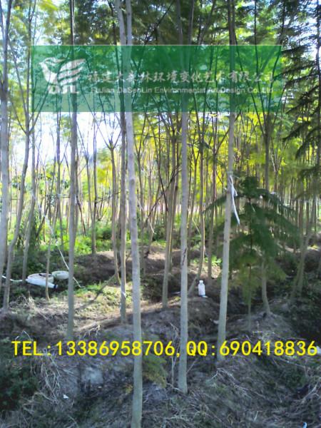 供應(yīng)3-4-5-6公分藍(lán)花楹地苗批發(fā)漳州藍(lán)花楹福建藍(lán)花楹高速公路苗