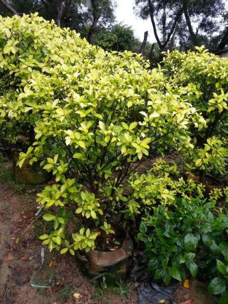 黃金榕球各種規(guī)格苗袋裝苗30以上圖片/黃金榕球各種規(guī)格苗袋裝苗30以上樣板圖 (2)