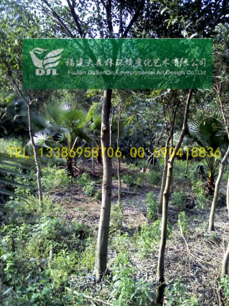 供應4公分漳州紅皮榕福建紅皮榕地苗5-6-7-8-9-10-12