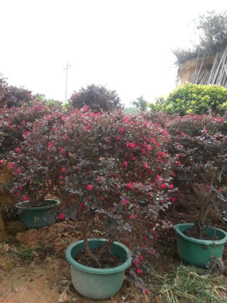 供應(yīng)紅花繼木球各種規(guī)格綠化苗大中小盆苗
