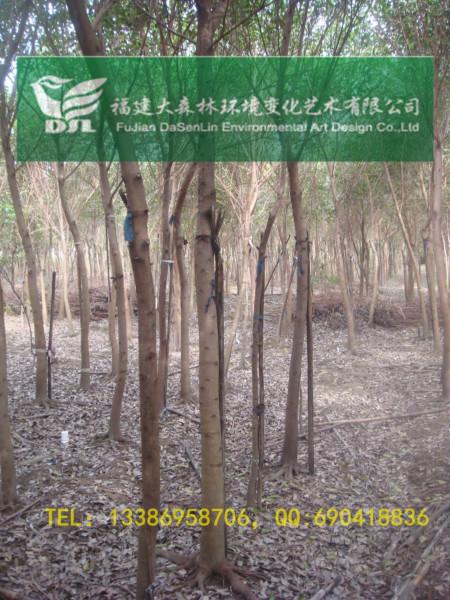 7公分圖片/7公分樣板圖 (2)