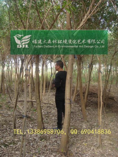 供應(yīng)5公分地苗福建紅皮榕漳州紅榕基地18分16分15分14分13分