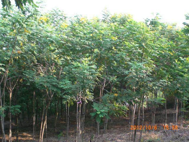 出售3至7分黃花槐漳州苗圖片