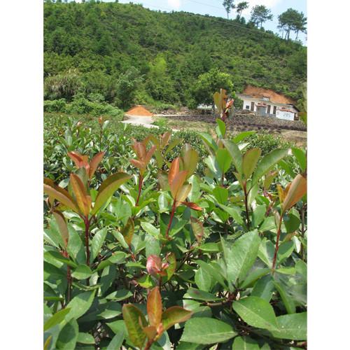 供應(yīng)紅葉石楠袋裝苗杯苗各種規(guī)格漳州石楠（福建大森林園藝）