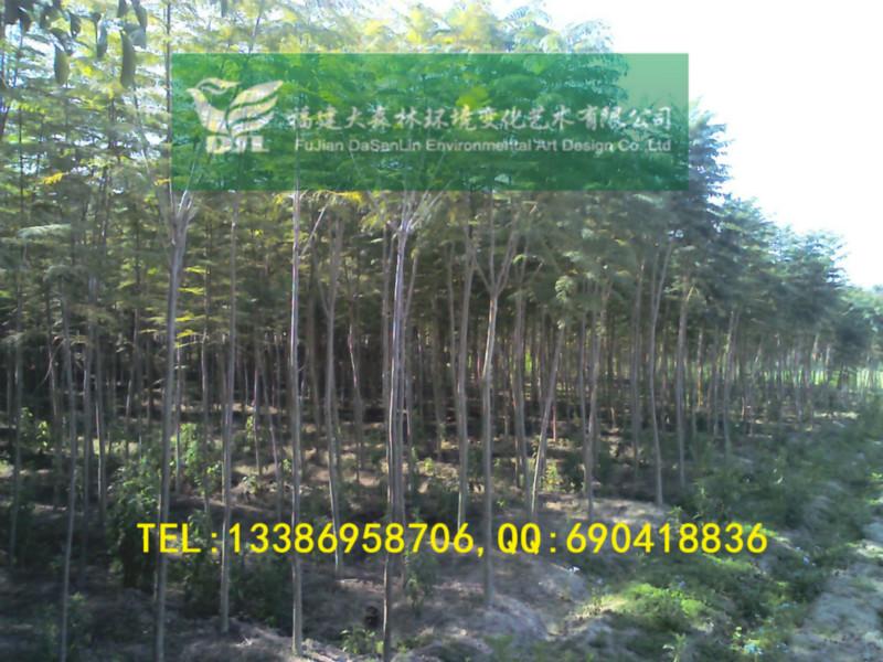 供應2公分藍花楹地苗批發(fā)漳州藍花楹福建藍花楹根系發(fā)達高速公路苗