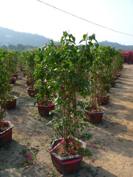 供應(yīng)三角梅袋裝苗30公分50公分80公分（福建大森林園藝）