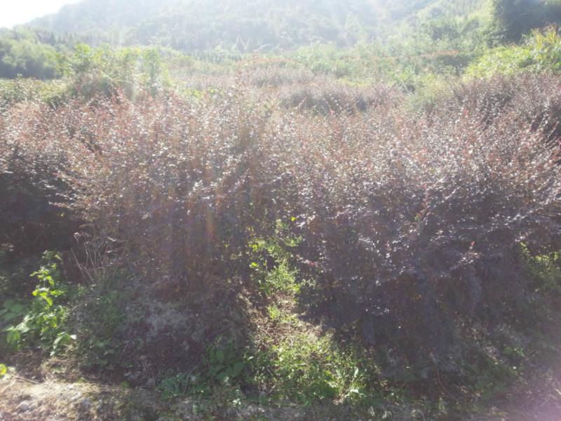 供應(yīng)紅花繼木袋裝苗中袋苗市政*苗各種規(guī)格綠化