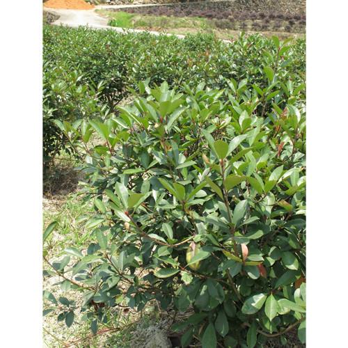 供應(yīng)紅葉石楠袋裝苗杯苗各種規(guī)格漳州石楠（福建大森林園藝）