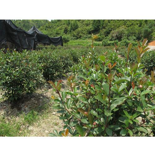 供應(yīng)紅葉石楠袋裝苗杯苗各種規(guī)格漳州石楠（福建大森林園藝）