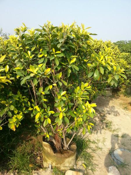 黃金榕球各種規(guī)格苗袋裝苗30以上圖片/黃金榕球各種規(guī)格苗袋裝苗30以上樣板圖 (3)