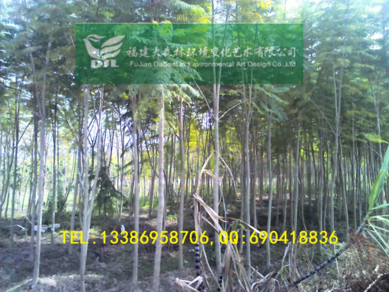 供應(yīng)4公分藍(lán)花楹地苗漳州藍(lán)花楹