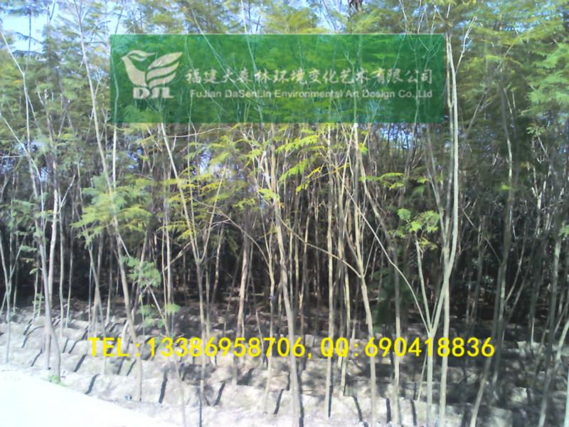 供應(yīng)4公分藍(lán)花楹地苗漳州藍(lán)花楹