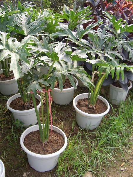 春芋福建春芋漳州春芋圖片