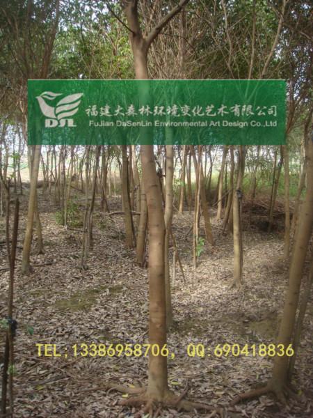 供應(yīng)5公分地苗福建紅皮榕漳州紅榕基地18分16分15分14分13分