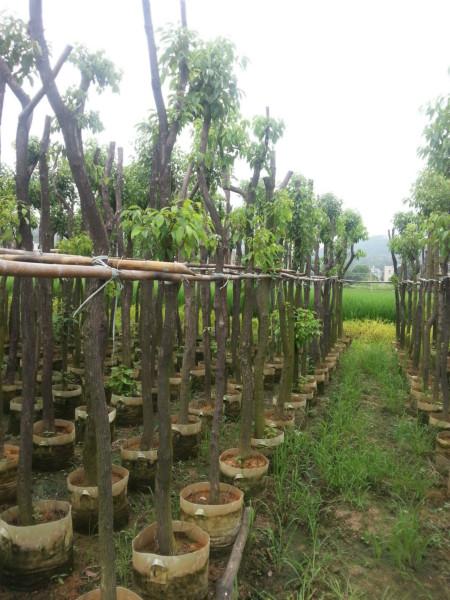 供應(yīng)紅葉石楠柱型各種規(guī)格公路*苗綠化苗石楠