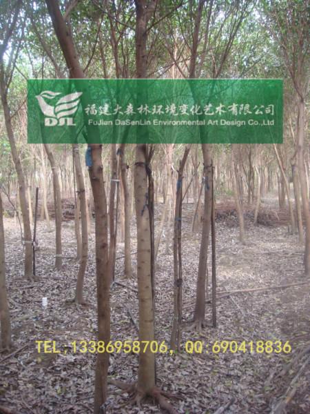 供應(yīng)5公分地苗福建紅皮榕漳州紅榕基地18分16分15分14分13分