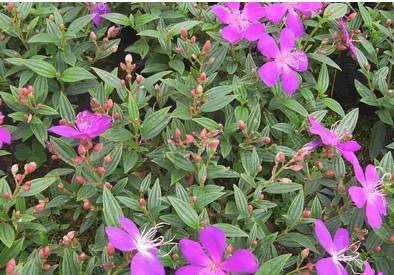 漳州巴西野牡丹袋裝苗各種規(guī)格苗圖片/漳州巴西野牡丹袋裝苗各種規(guī)格苗樣板圖 (2)