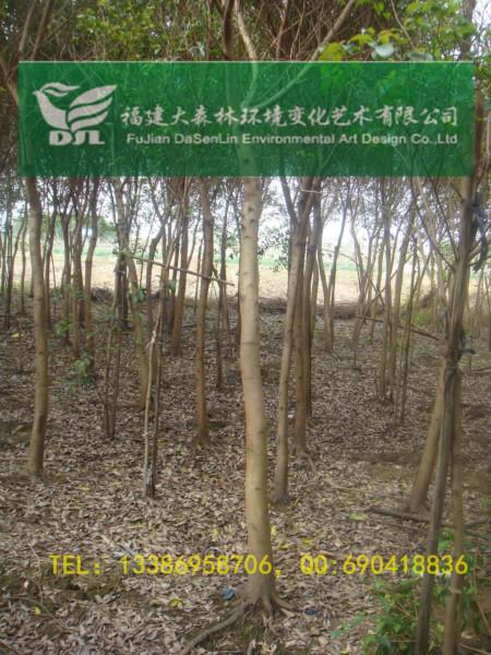 7公分圖片/7公分樣板圖 (3)