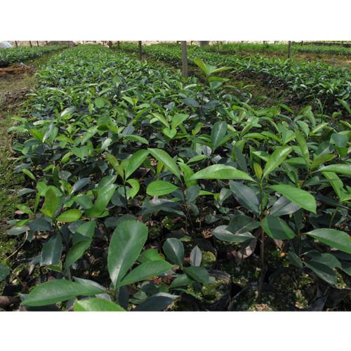 紅葉石楠圖片/紅葉石楠樣板圖 (2)