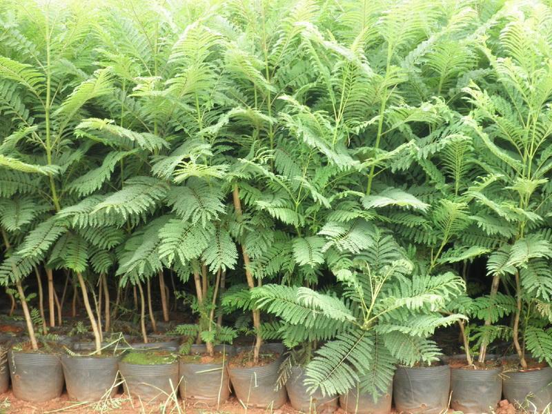 藍(lán)花楹小杯苗5萬棵綠化苗圖片