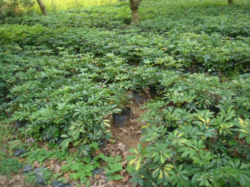 非洲茉莉杯苗40高圖片