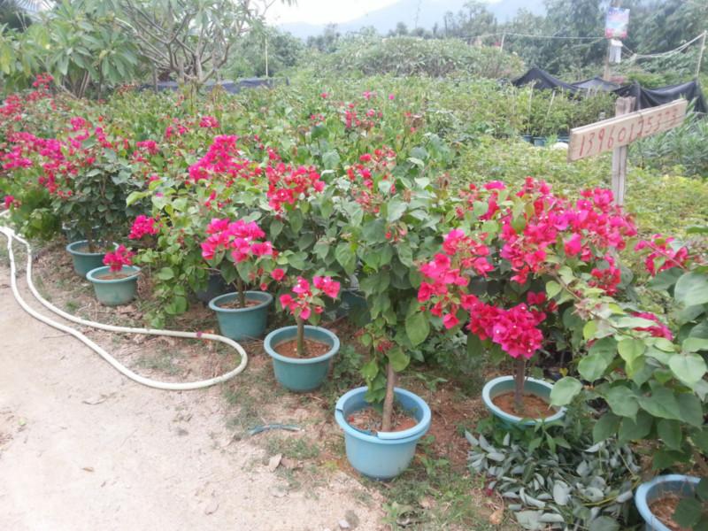 供應(yīng)三角梅球30-40-50-80各種規(guī)格綠化苗供貨商袋苗杯苗