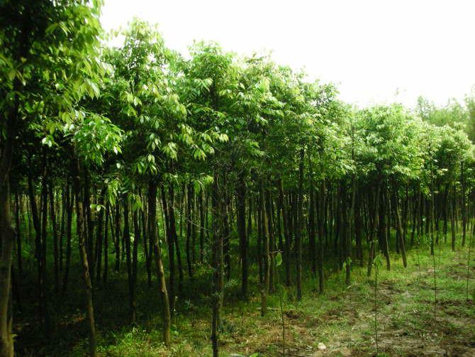 供應(yīng)出售天竺桂地苗袋裝苗5分至13分大量供應(yīng)高速公路*苗