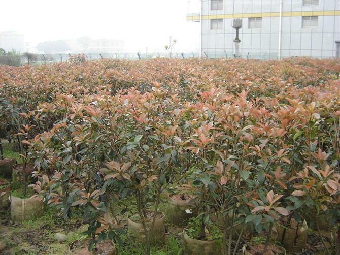 供應(yīng)紅葉石楠柱型各種規(guī)格公路*苗綠化苗石楠