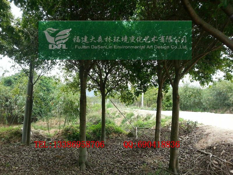 10公分漳州紅皮榕專業(yè)生產(chǎn)紅皮榕圖片