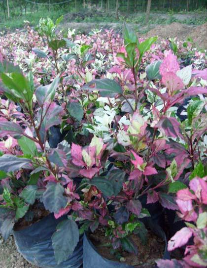 彩葉扶桑袋裝苗各種規(guī)格圖片