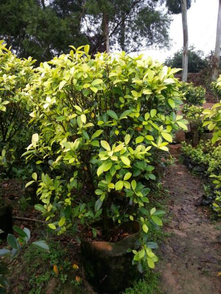 黃金榕球各種規(guī)格苗袋裝苗30以上圖片