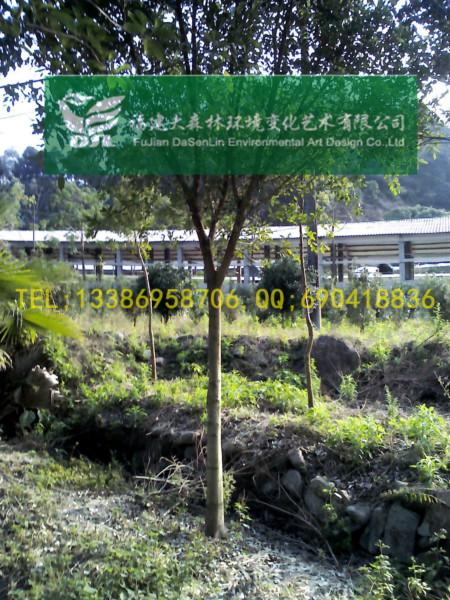 供應4公分漳州紅皮榕福建紅皮榕地苗5-6-7-8-9-10-12