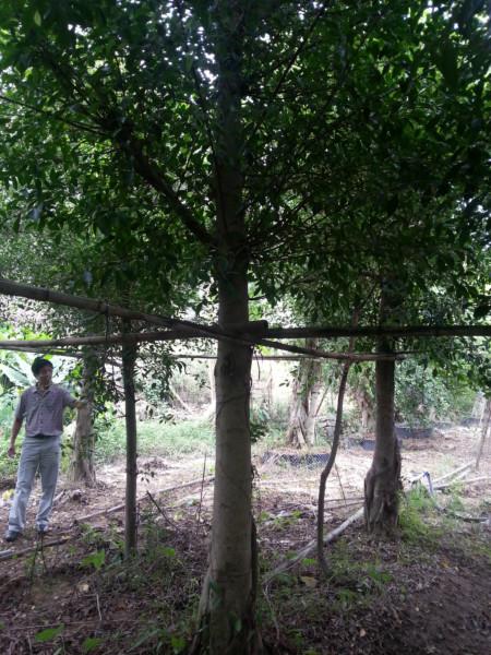 供應(yīng)*小葉榕報(bào)價(jià)批發(fā)價(jià)