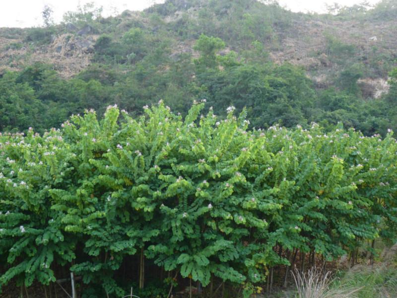 4分5分6分7分8分紅花紫荊圖片/4分5分6分7分8分紅花紫荊樣板圖 (3)