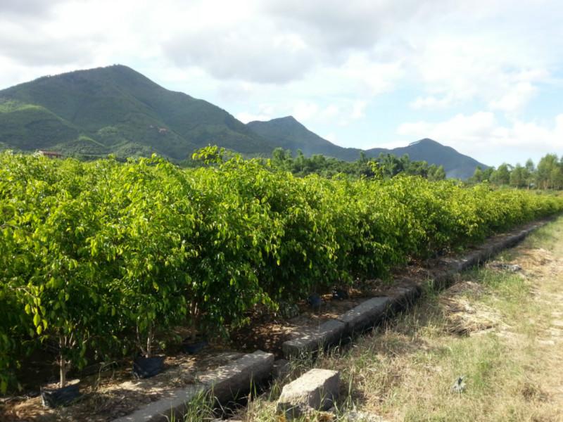 供應(yīng)杯苗垂葉榕柱高50-80-100-120