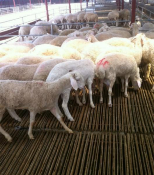 搭建羊床的好處/羊床價(jià)格/羊床廠家/竹羊床/羊漏糞板