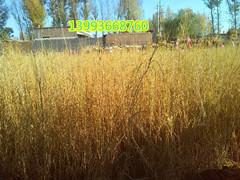 梭梭苗和梭梭種子圖片