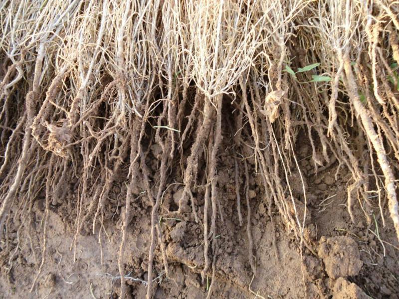 供應(yīng)一年生梭梭樹供應(yīng)商