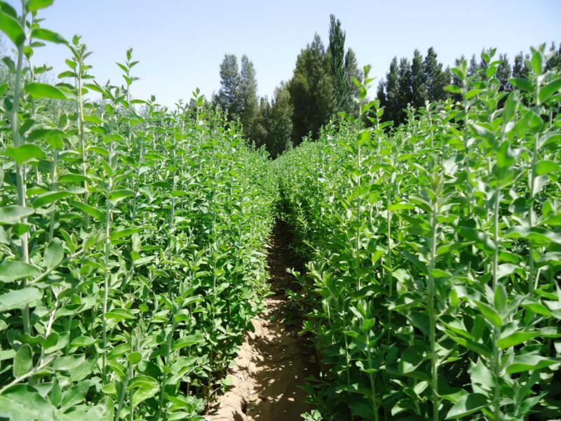 供應(yīng)肉蓯蓉種子梭梭樹下嫁接肉蓯蓉種子