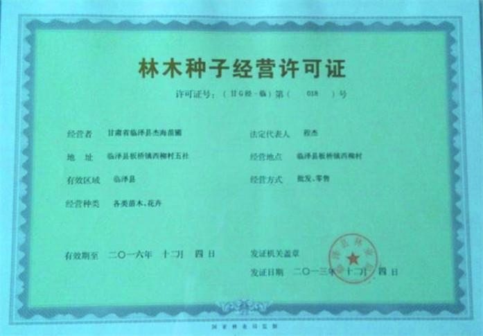 供應(yīng)白榆價格，白榆批發(fā)，白榆苗木
