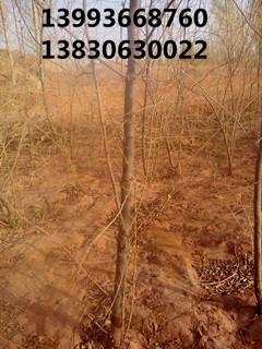 供應梭梭苗木價格，梭梭苗木批發(fā)，梭梭苗木供應