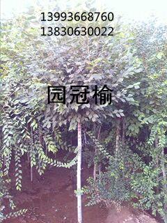 供應(yīng)紅柳價(jià)格，紅柳基地 紅柳供應(yīng)商