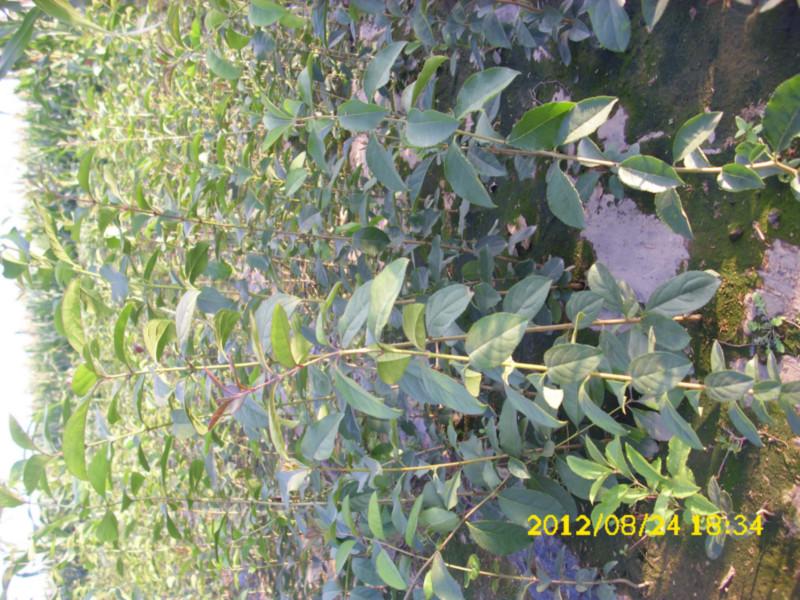 最新流蘇苗價(jià)格價(jià)格圖片