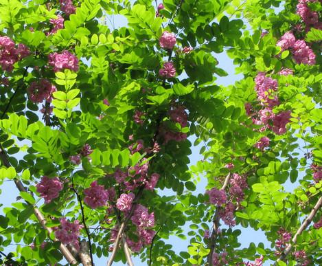 供应河北香花槐，河北香花槐价格，河北香花槐批发电话图片