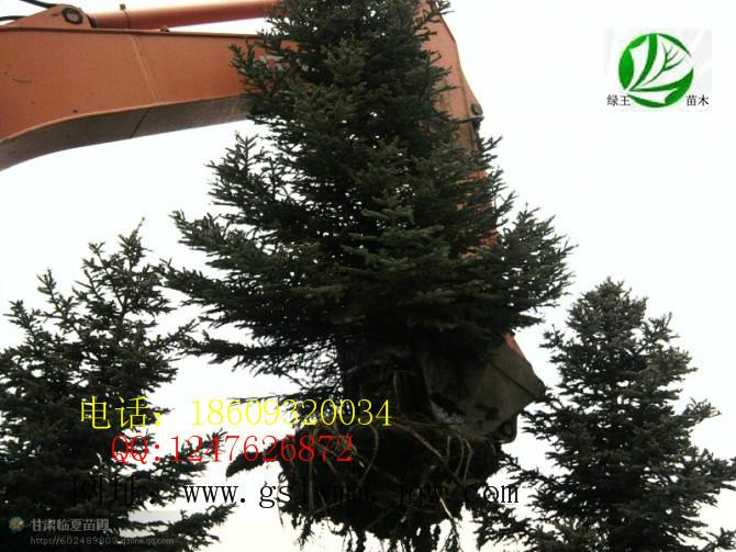 甘肅云杉基地供應(yīng)價格圖片