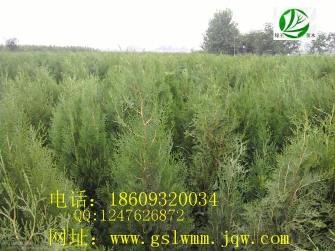 供應(yīng)甘肅青扦云杉