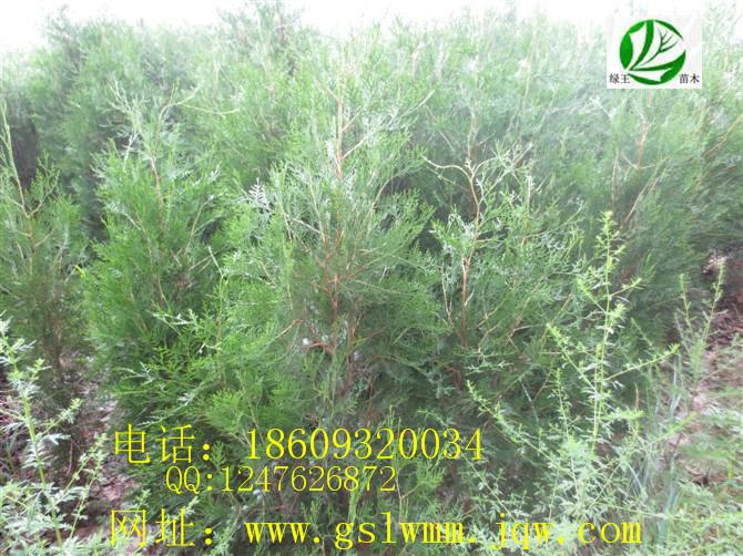 甘肅青扦云杉圖片