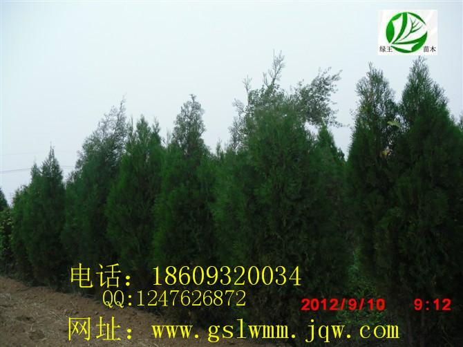 供應(yīng)甘肅青扦云杉