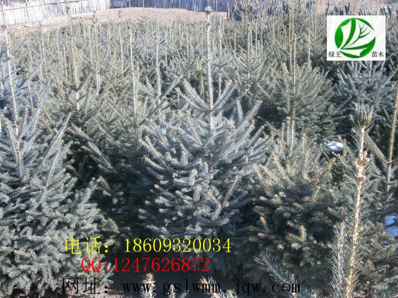 供應(yīng)臨夏康樂云杉