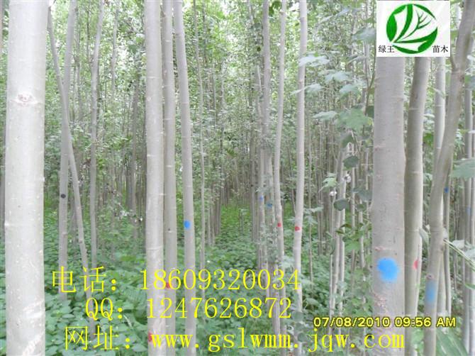 供應(yīng)甘肅新疆楊甘肅新疆楊苗